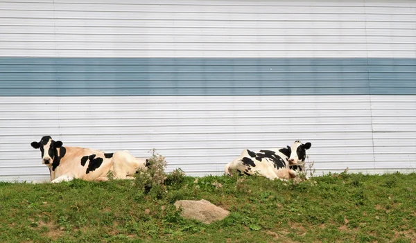 Cows sitting against a striped blue wall — Stock Photo, Image