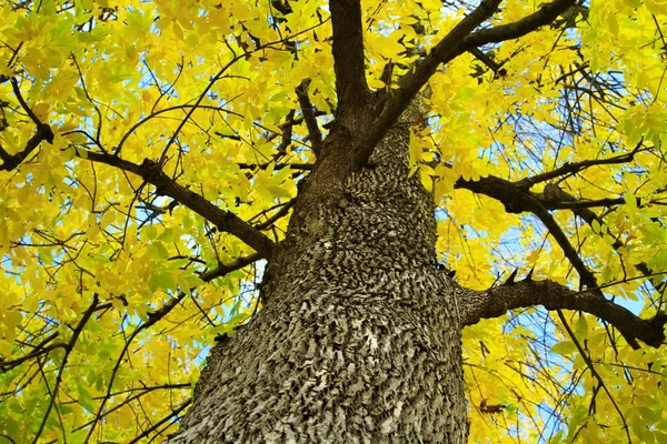 Vue panoramique des feuilles et des branches jaunes de l'automne — Photo