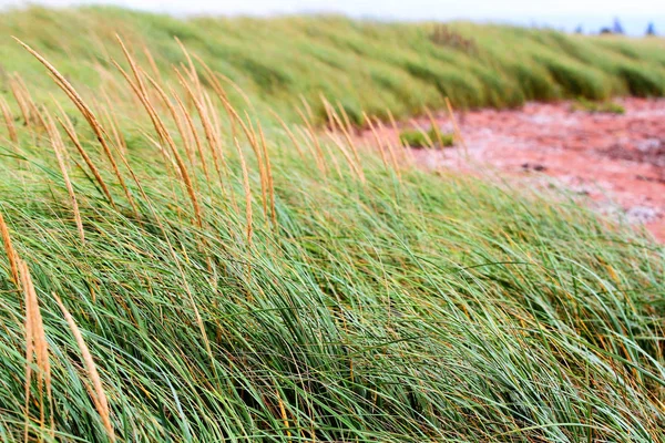 Wind waait groene grassen — Stockfoto