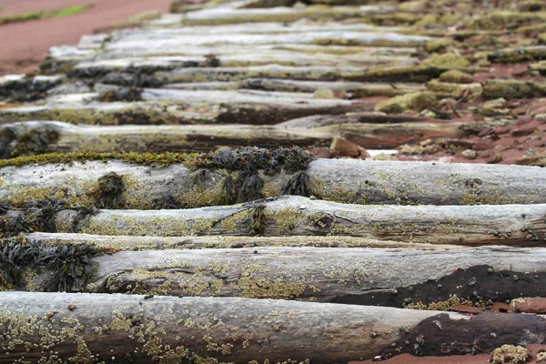 Los troncos en la playa — Foto de Stock