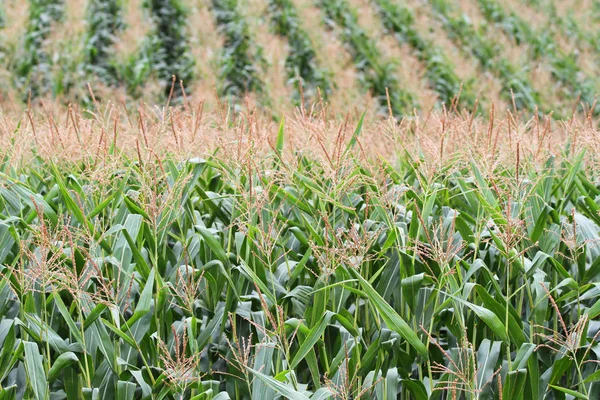 Filas de maíz en un campo —  Fotos de Stock