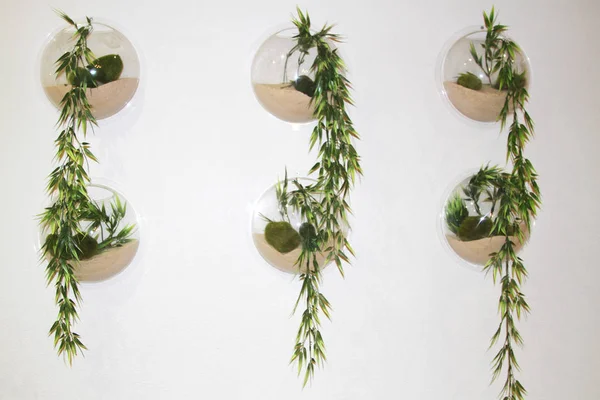 Plante verte en usine de verre sur le mur — Photo