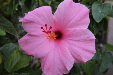  Pembe Başörtüsü Çiçeği