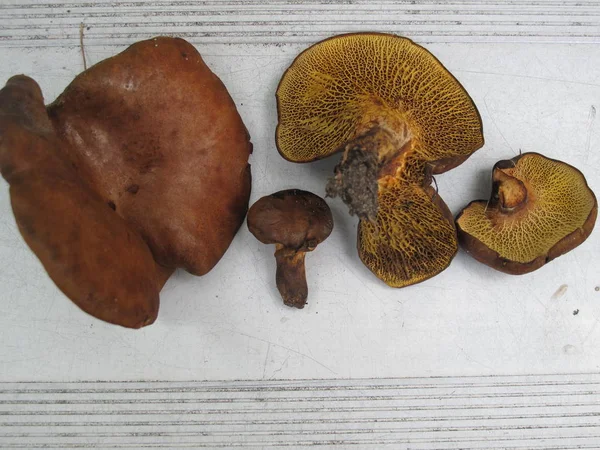 Cogumelos selvagens colhidos em forrest — Fotografia de Stock