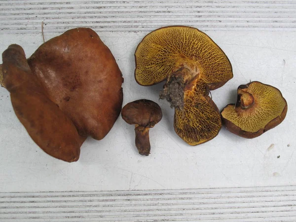 在阿甘采摘的野生蘑菇 — 图库照片