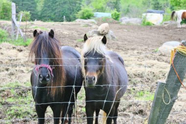 Bir tel çitin yanında duran midilli
