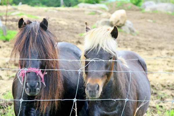 Ponis de pie junto a una cerca de alambre — Foto de Stock