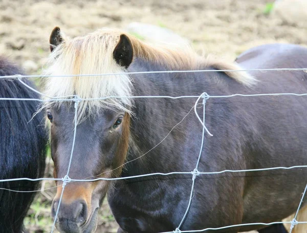 Pony con melena blanca de pie junto a una cerca de alambre — Foto de Stock