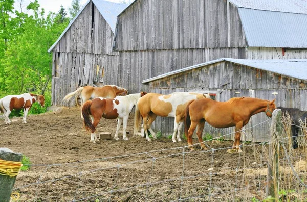 Los caballos usan el granero en una granja como un rompevientos —  Fotos de Stock