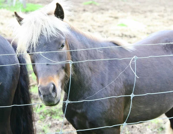 Pony con melena blanca de pie junto a una cerca de alambre — Foto de Stock