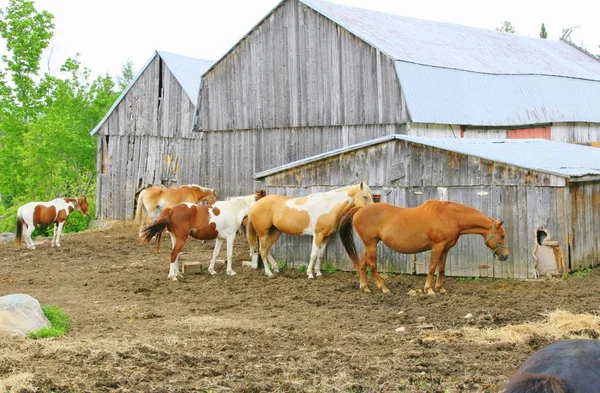 Los caballos usan el granero en una granja como un rompevientos —  Fotos de Stock