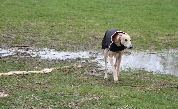 Hond op een regenachtige koude dag bedekt Stockfoto