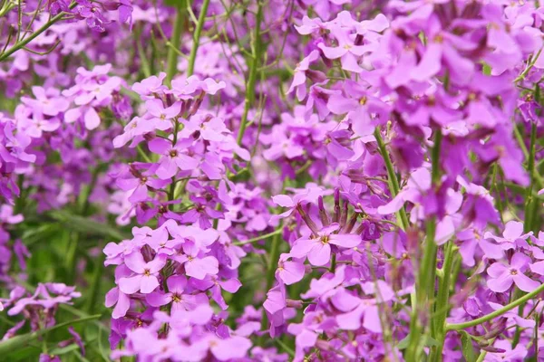 Mauve phlox che cresce in giardino — Foto Stock