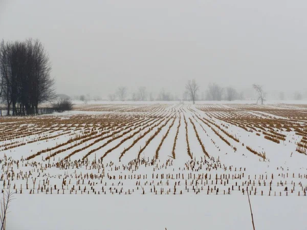 Fält av skurna majs på vintern — Stockfoto