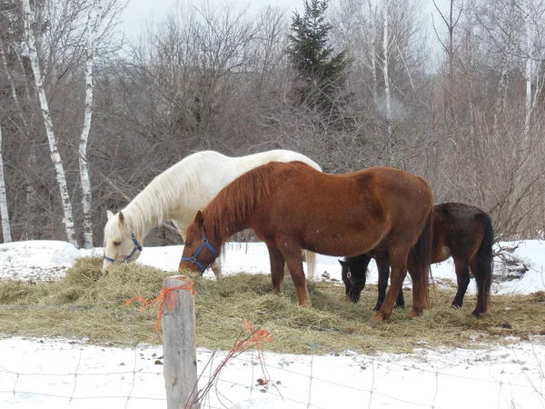 牧草地での放牧の馬 — ストック写真