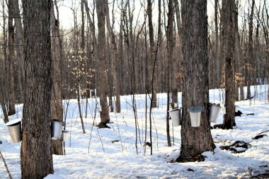 Ağaçlar için bağlı su kovaları
