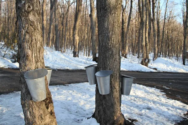 Secchi di sapone attaccati agli alberi — Foto Stock