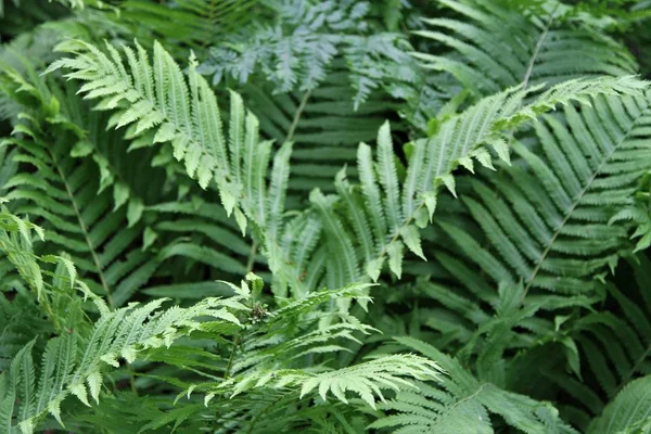 Samambaia verde na floresta — Fotografia de Stock