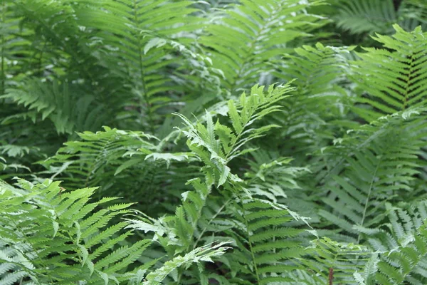 Samambaia verde na floresta — Fotografia de Stock