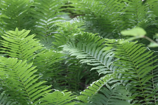 Felce verde nel bosco — Foto Stock