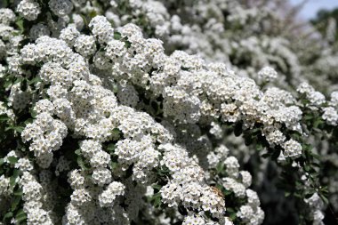  Beyaz çiçek açan erkeçsakalı bush