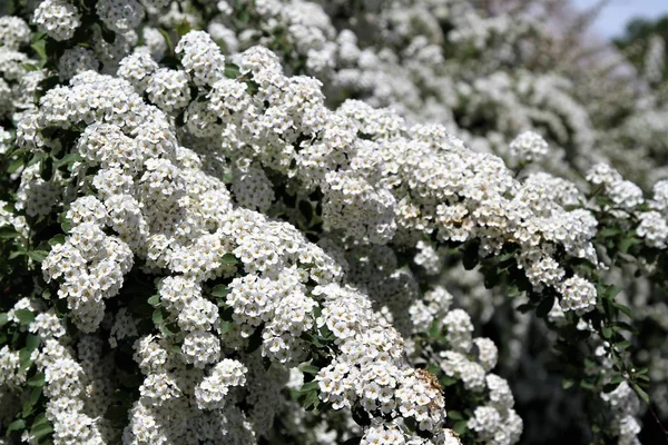  Beyaz çiçek açan erkeçsakalı bush