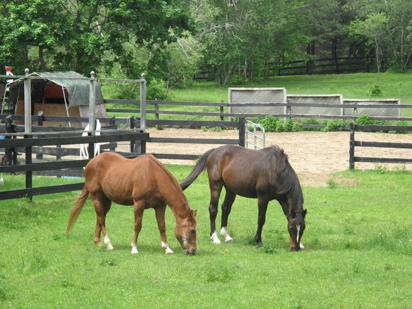 Caballos marrones pastando en un pasto cercado — Foto de Stock