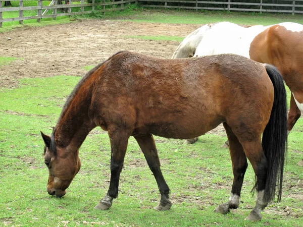 フェンスで囲まれた牧草地での放牧の馬 — ストック写真