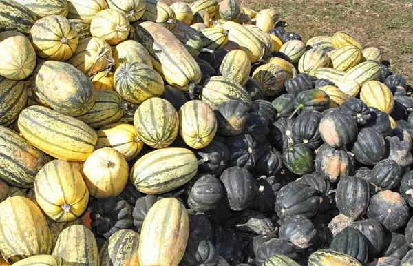 Acorn and spaghetti squashes — Stock Photo, Image