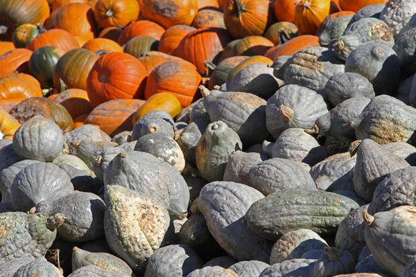 Hubbard squash and pumpkins — Stock Photo, Image