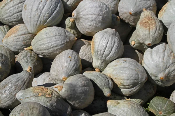 Hubbard veya kış kabak 