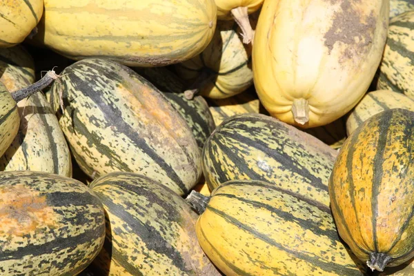 Spaghetti squash in a market — Stock Photo, Image