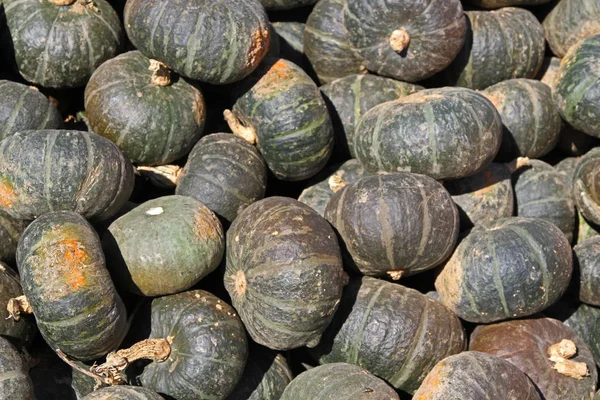 Buttercup kabak Güz