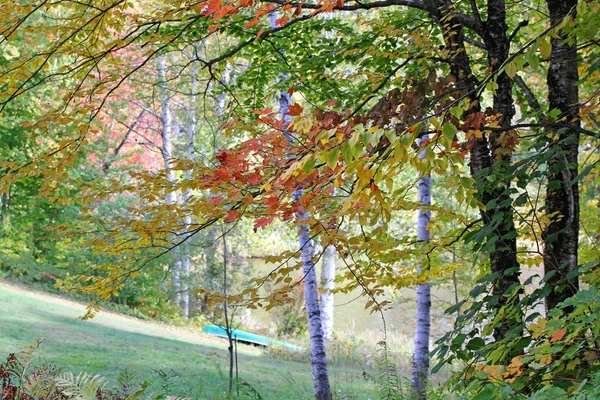 Na podzim scéna z jezera a stromy — Stock fotografie