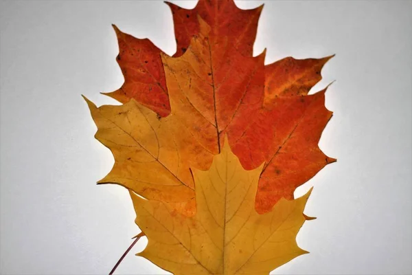 Lönnlöv hösten isolerad på vit — Stockfoto