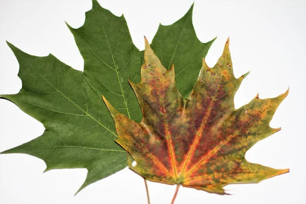 白地に紅葉 — ストック写真