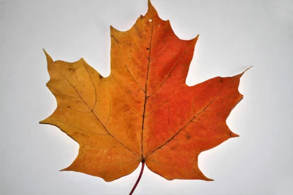 カエデの葉の秋の分離白 — ストック写真