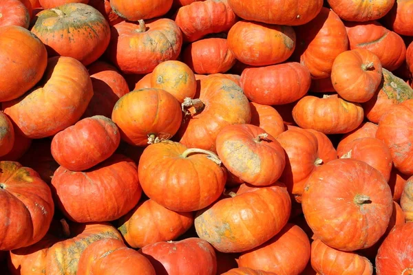 Bernsteinkürbis mit Orangenhaut auf einem Bauernmarkt — Stockfoto