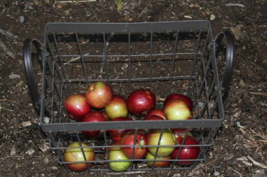 Açık havada bir tel sepet elma