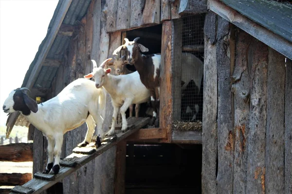 Cabras deixam seu abrigo — Fotografia de Stock
