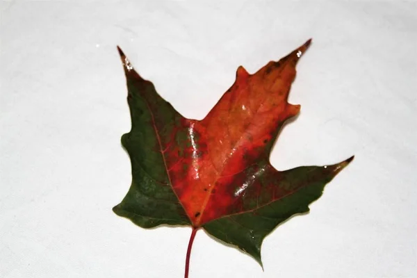 Wet maple leaf on isolated background