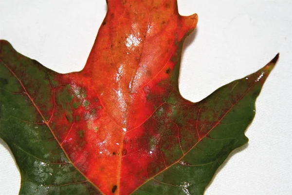 Mokrý Zelený Červený Javorový List Izolované Pozadí — Stock fotografie