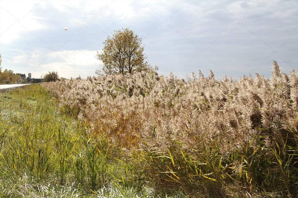 Common  reed (phragmites australis) is a perennial wetland grass that grows 3-20' tall with hollow stems.