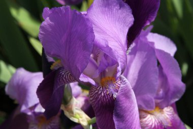 Mor sakallı iris bir bahçe yakın çekim