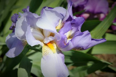 Bir bahçe ışık mor sakallı iris çiçek çiçek çiçeklenme.