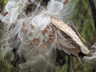 Closeup of bursting milkweed seed pods clipart