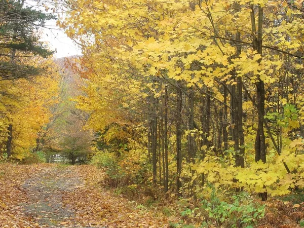 Scénický Pohled Podzimní Stromy Klikatou Dráhu — Stock fotografie
