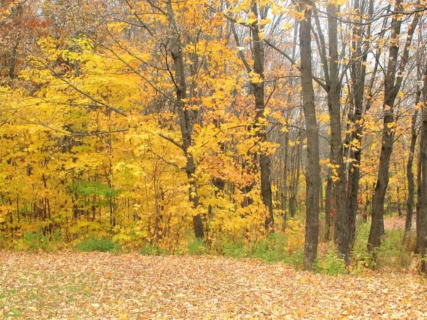 Scenic View Fall Trees Winding Laneway — 스톡 사진