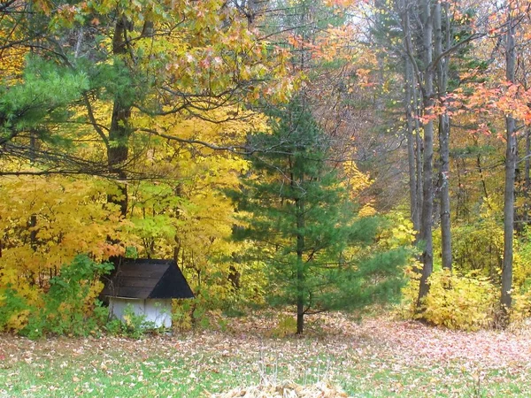 Scenic View Fall Trees Dog House — Stock Photo, Image