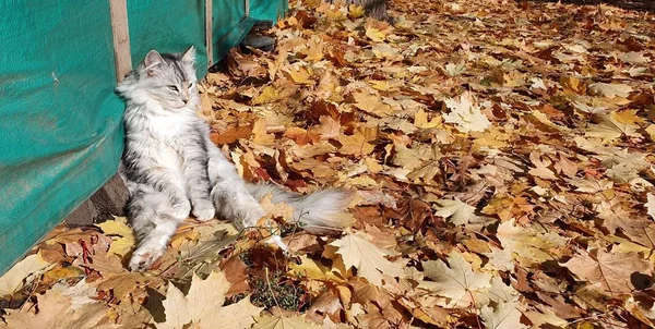 Söt Grå Fluffig Kattunge Sitter Gul Matta Fallna Löv Lutande — Stockfoto